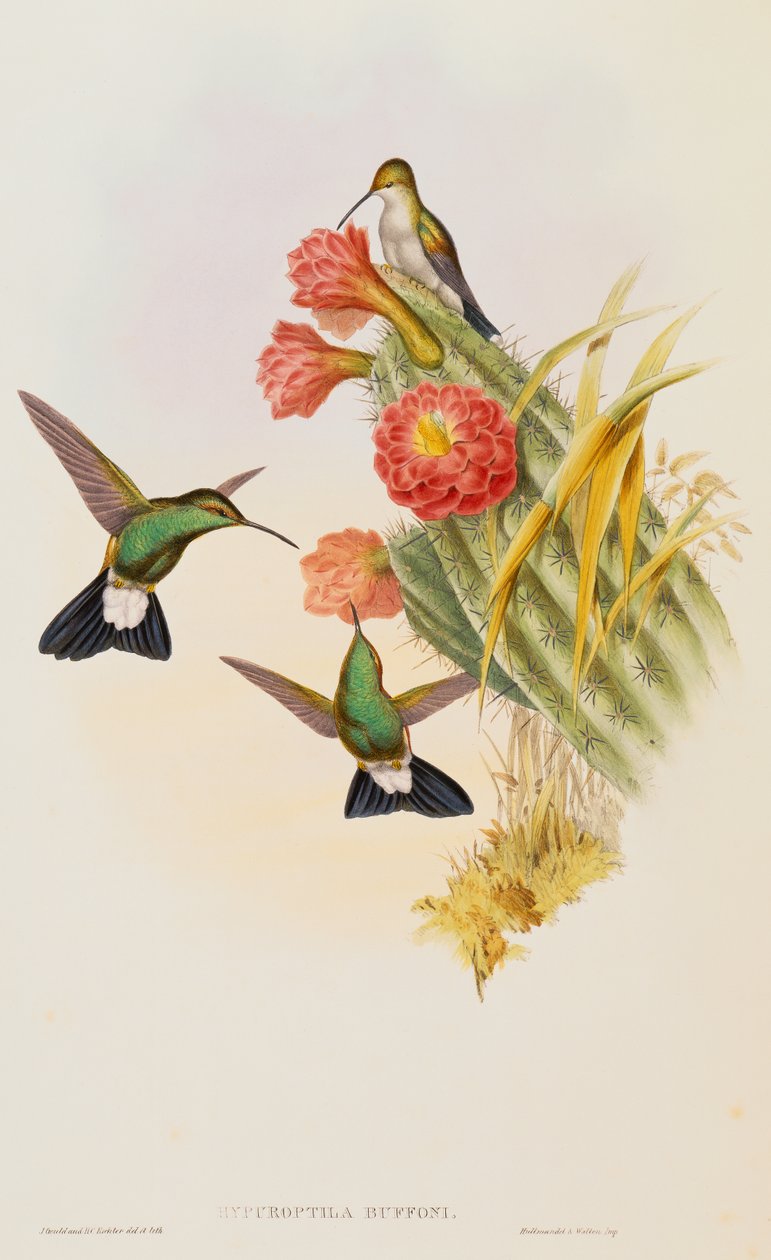 Buffons Plumeleteer (Hypuroptila Buffon) aus einer Monographie der Trochilidae von John Gould