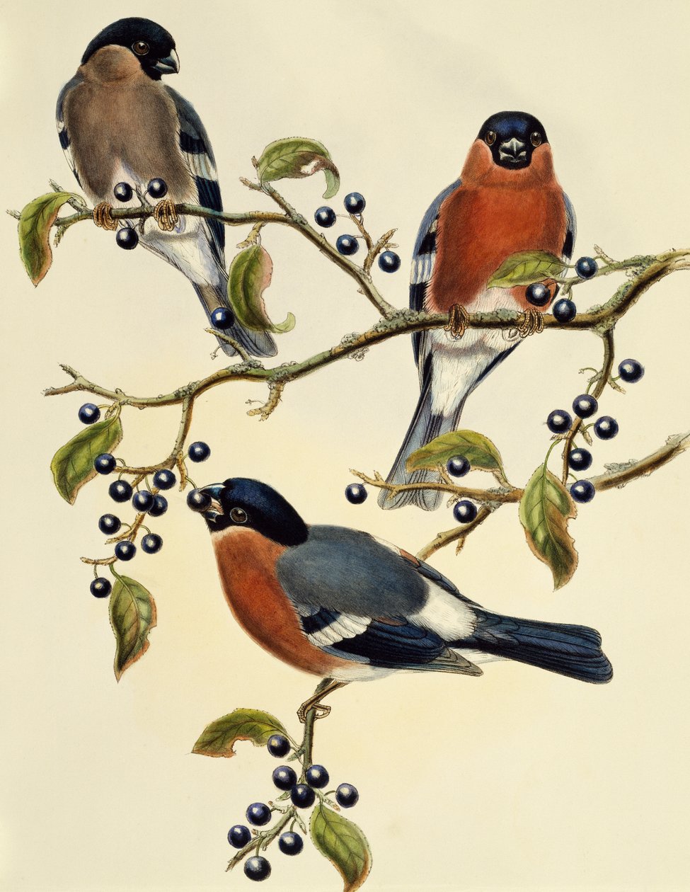 Gimpel (Pyrrhula pyrrhula), Gravur von John Gould (1804-1881), Vereinigtes Königreich von John Gould