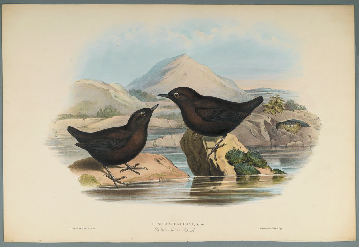 Wasseramsel von John Gould