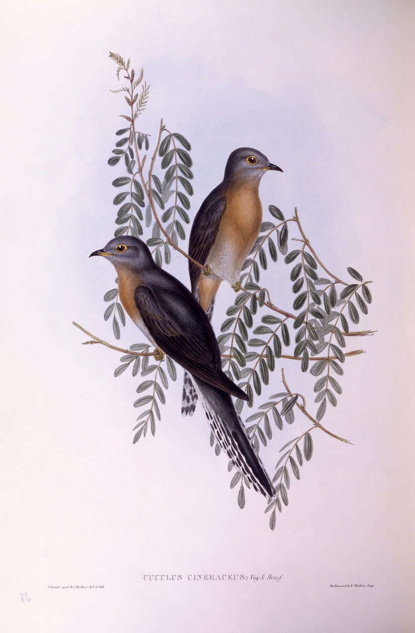 Fächerschwanzkuckuck (Cacomantis flabelliformis), Gravur von John Gould von John Gould