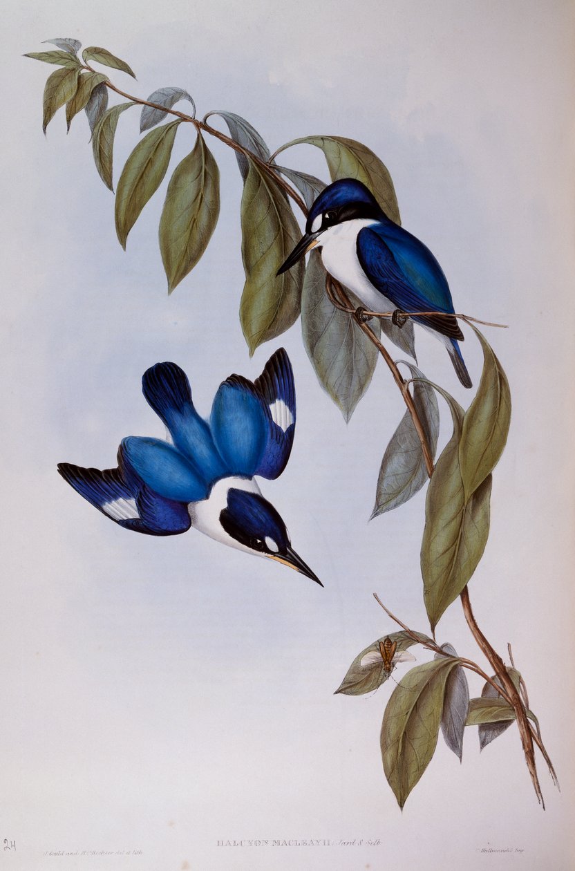 Wald-Eisvogel (Halcyon Macleay), Gravur aus Birds of Australia von John Gould