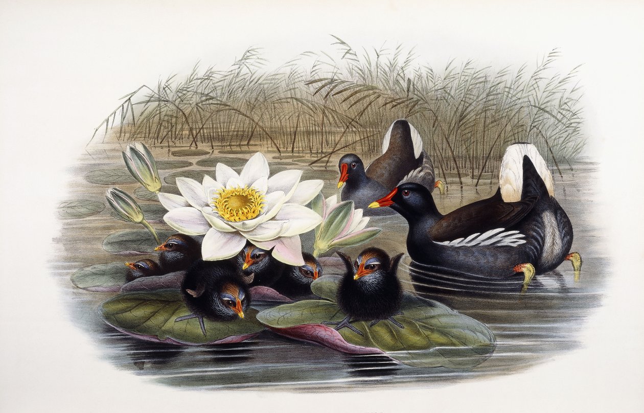 Teichhuhn von John Gould