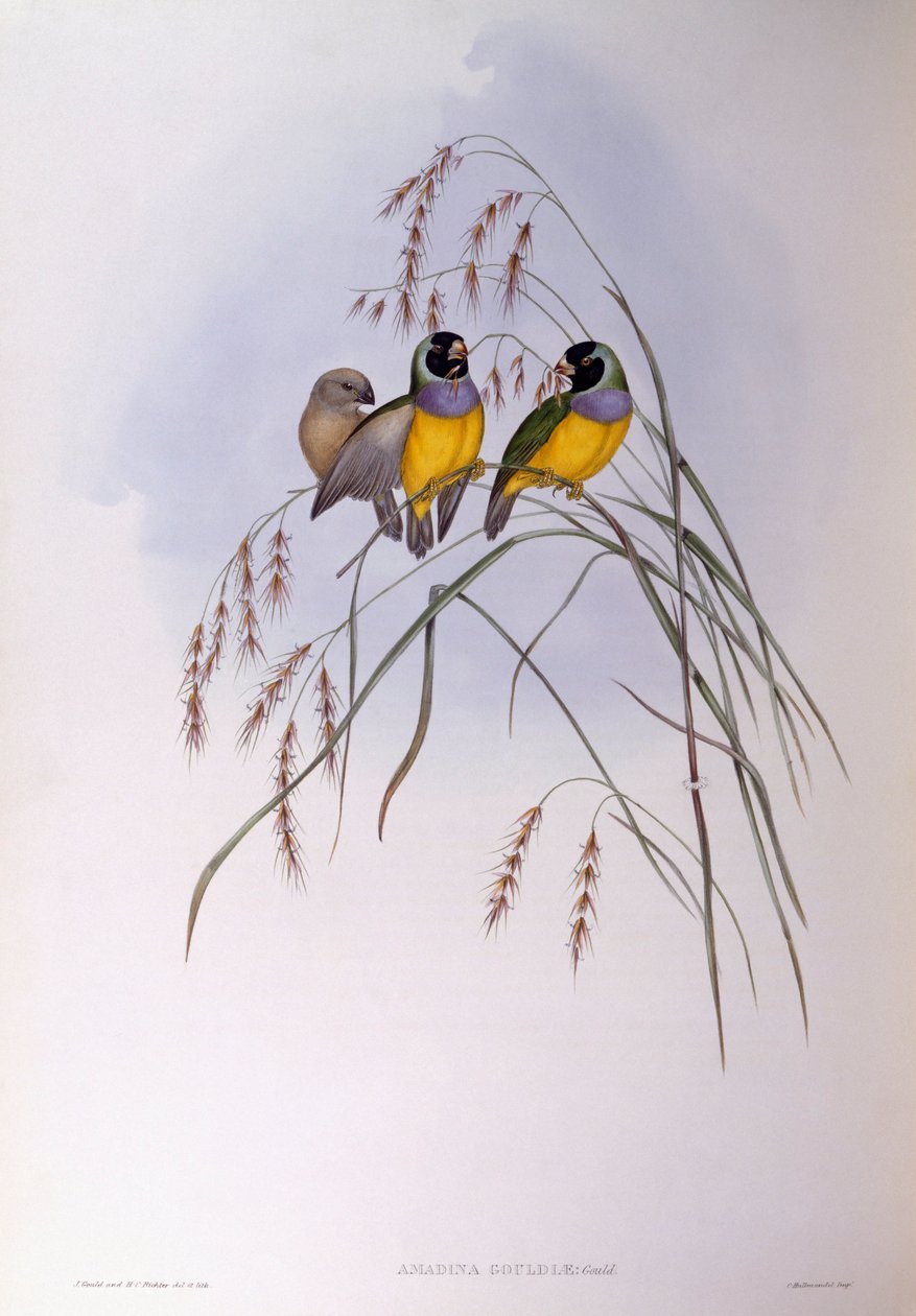 Gouldamadine, Gravur von John Gould von John Gould