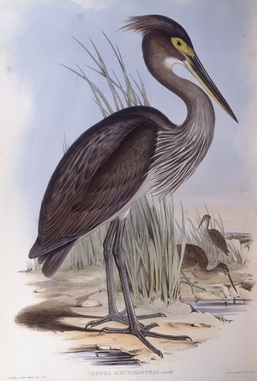 Großschnabelreiher (Ardea sumatrana), Gravur von John Gould von John Gould