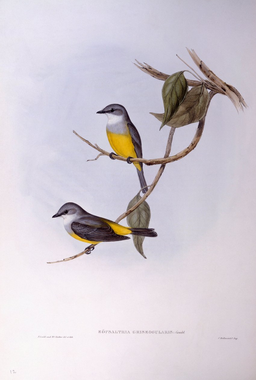 Graubrust-Rotschwanz (Eopsaltria griseogularis), Gravur von John Gould von John Gould