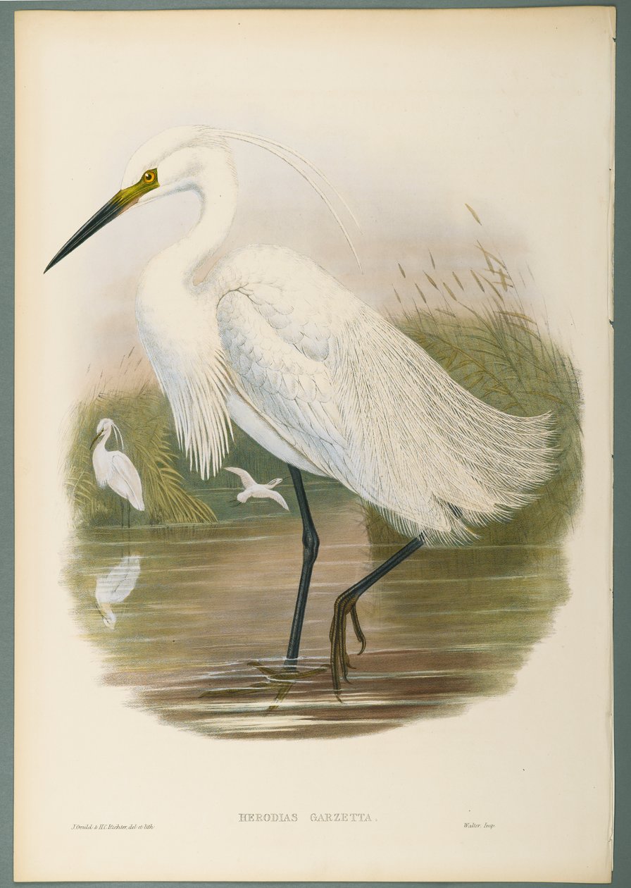 Seidenreiher von John Gould