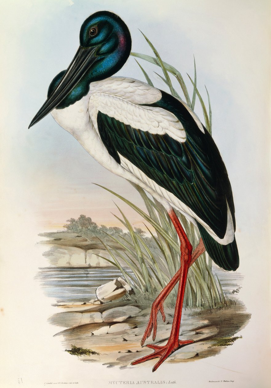 Illustration aus John Goulds "The Birds of Australia" darstellend Schwarzhalstorch Ephippiorhynchus asiaticus von John Gould
