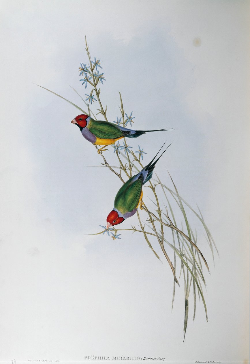 Illustration aus John Goulds "Die Vögel Australiens" darstellend Gouldamadine (Chloebia gouldiae), von Oscar Dressler von John Gould