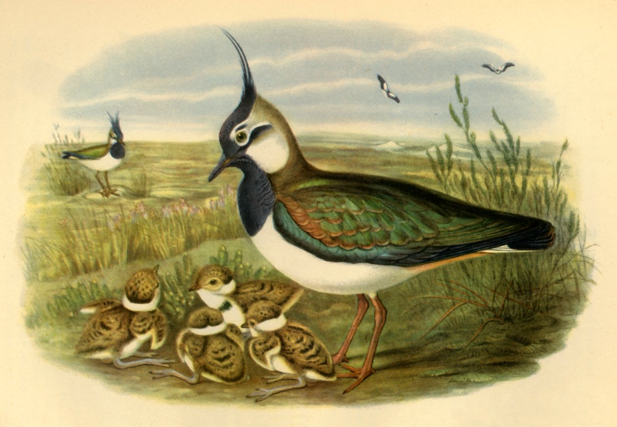 Kiebitz und Junges, 1865, 1942 von John Gould