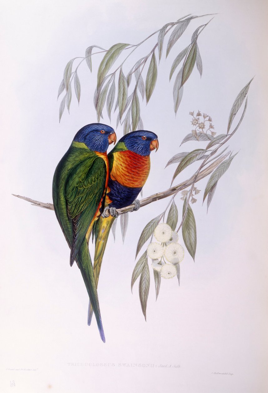 Ornate Lorikeet (Trichoglossus ornatus), Gravur von John Gould von John Gould