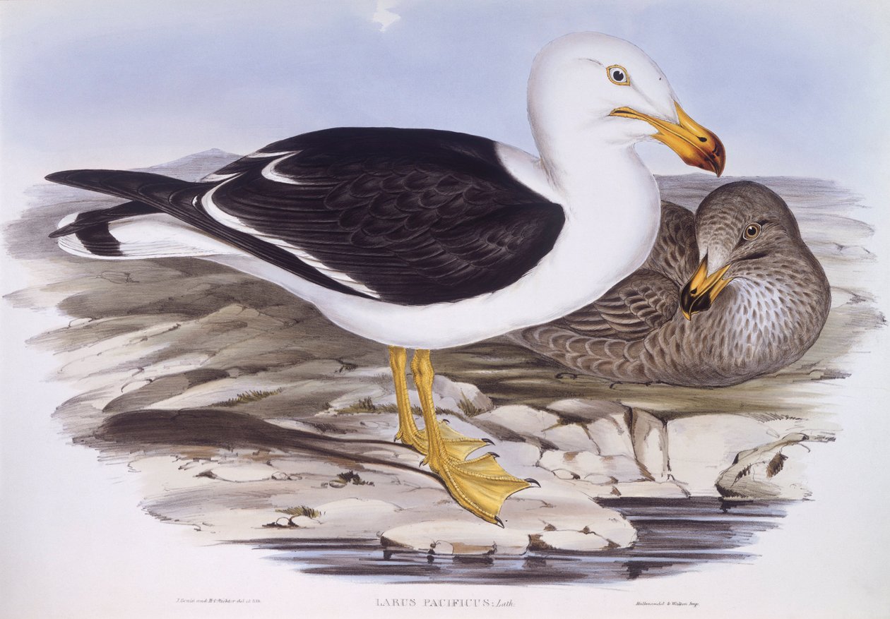 Pazifikmöwe (Larus pacificus) von John Gould