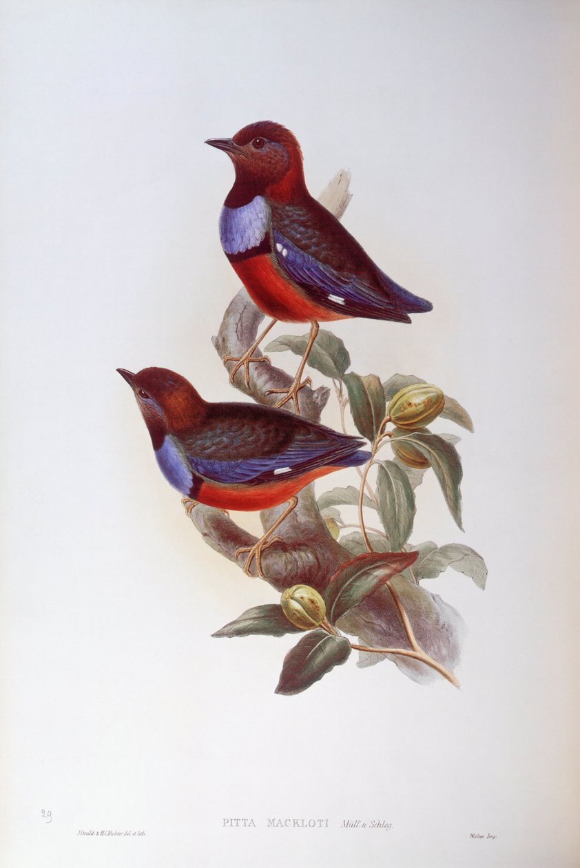 Rotbauchpitta (Pitta erythrogaster), Gravur von John Gould von John Gould