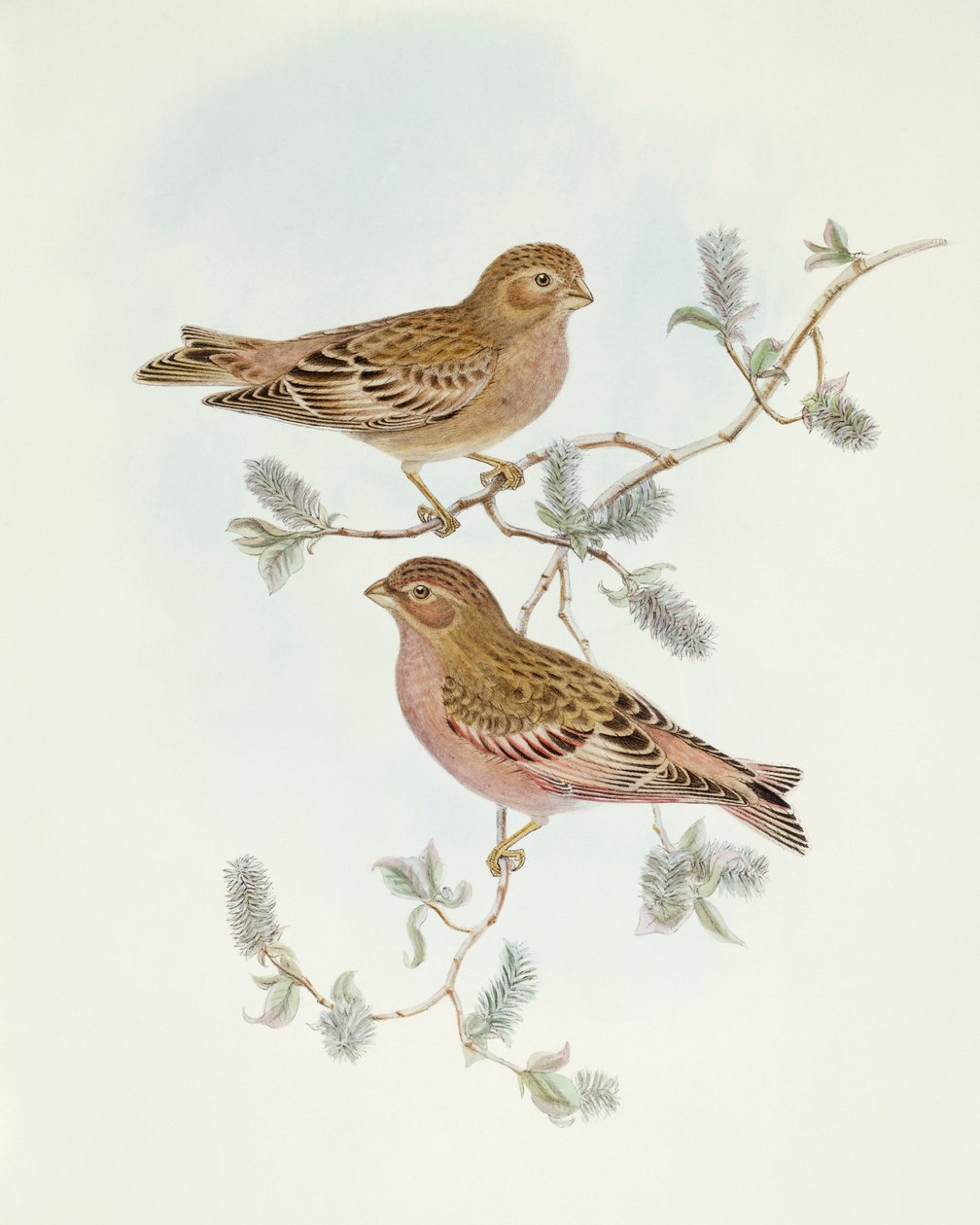 Rosengimpel (Erythrospiza incarnata), Gravur von John Gould von John Gould