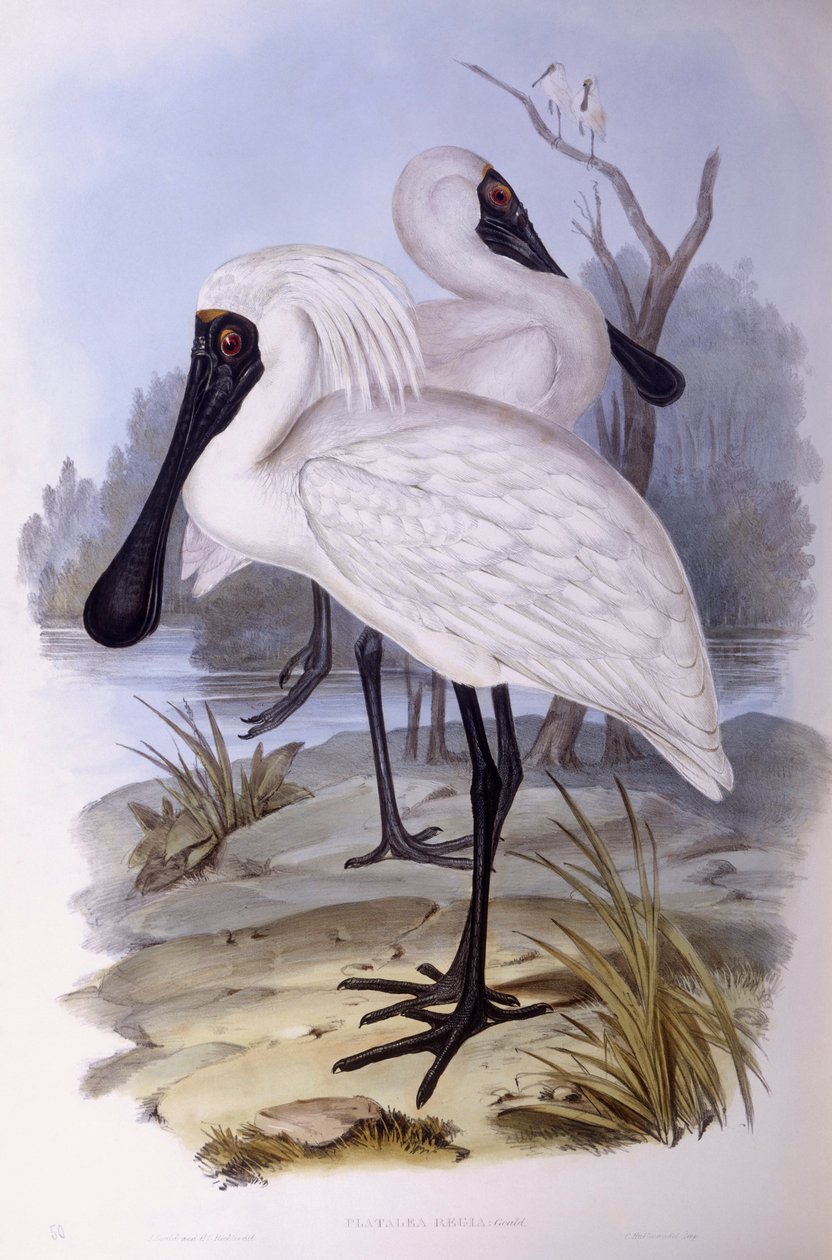 Königslöffler (Platalea regia), Gravur von John Gould von John Gould