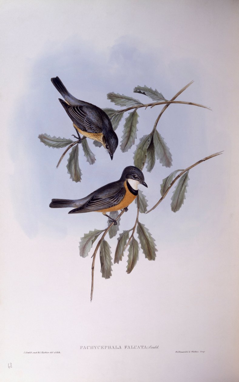 Rostbauch-Dickkopf (Pachycephala rufiventris), Gravur von John Gould von John Gould