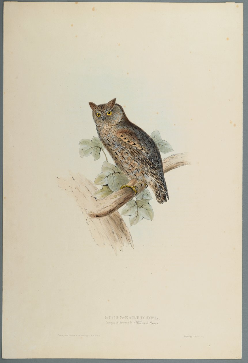 Zwergohreule von John Gould