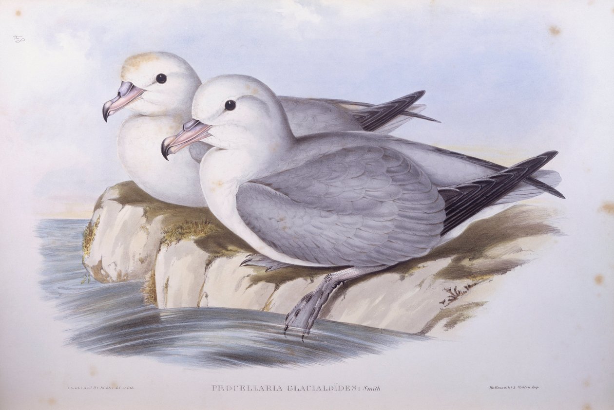 Südlicher Eissturmvogel (Fulmarus glacialoides), Gravur von John Gould von John Gould