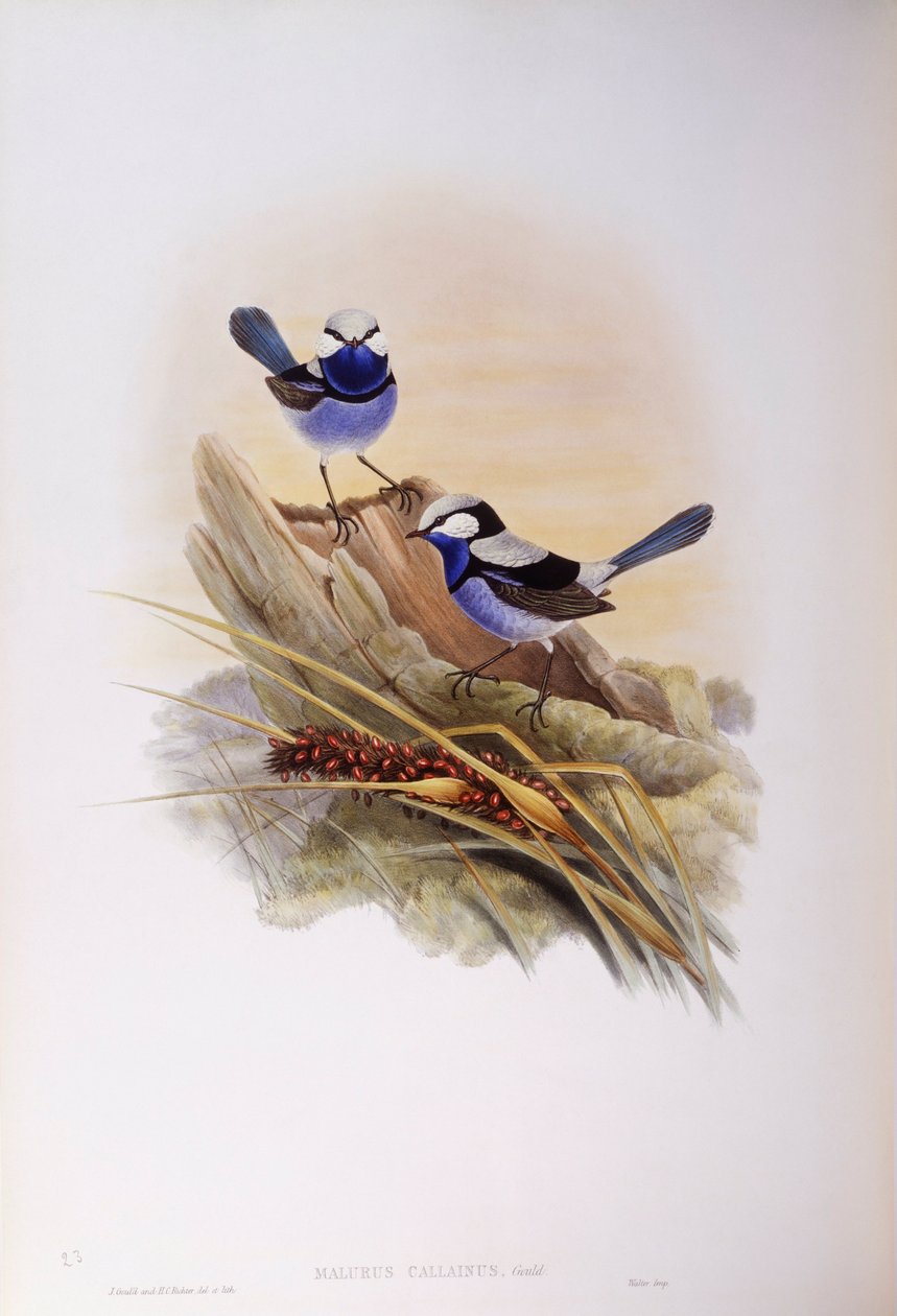 Prachtstaffelschwanz (Malurus splendens), Gravur von John Gould von John Gould