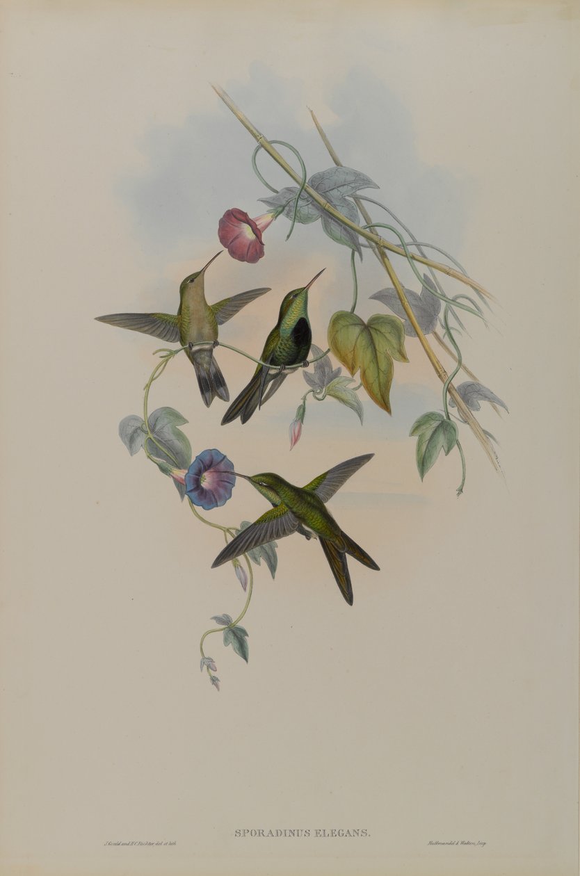 Sporadinus Elegans: St. Domingo Kolibri von John Gould
