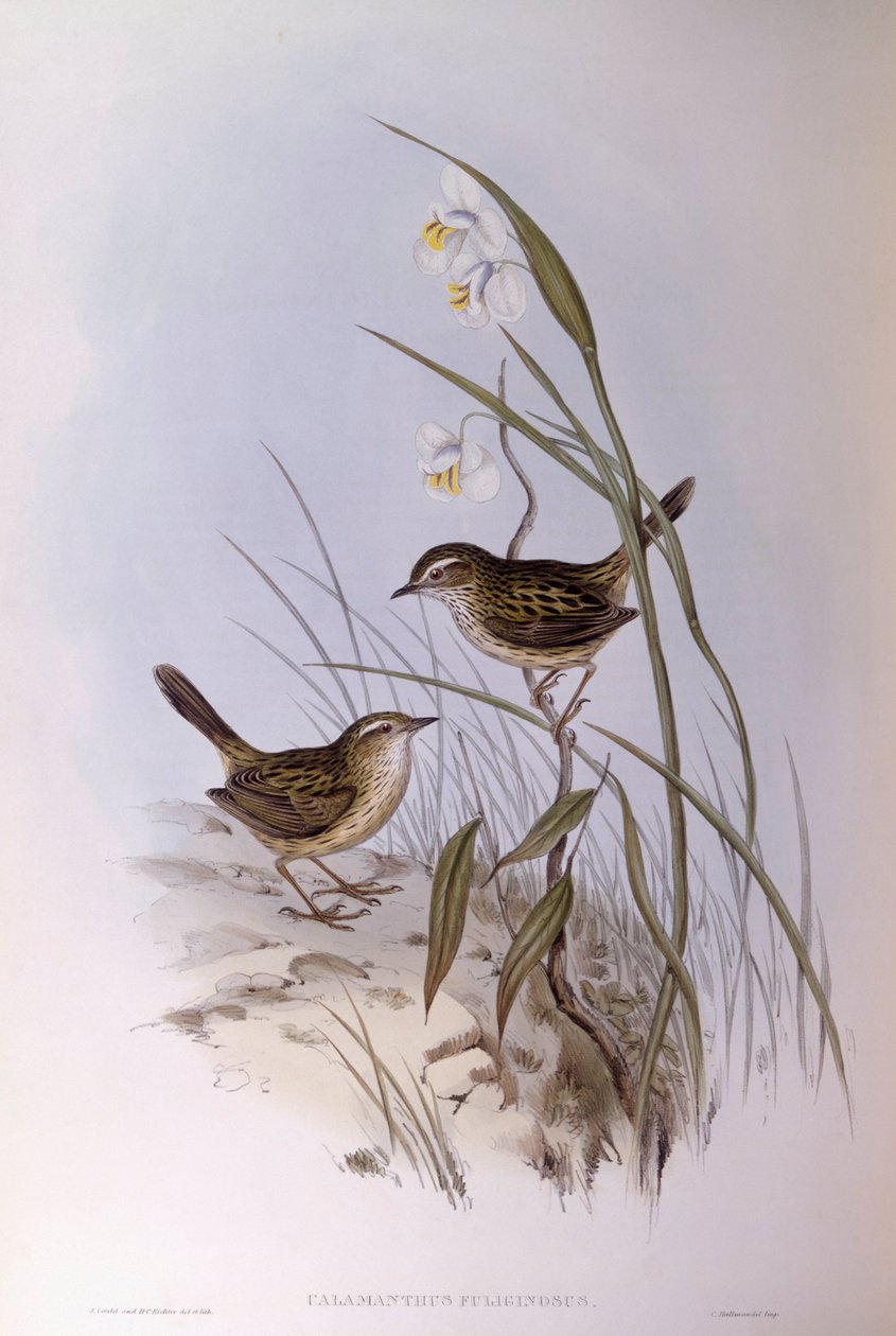 Strichelgrasmücke (Calamanthus fuliginosus), Gravur von John Gould von John Gould