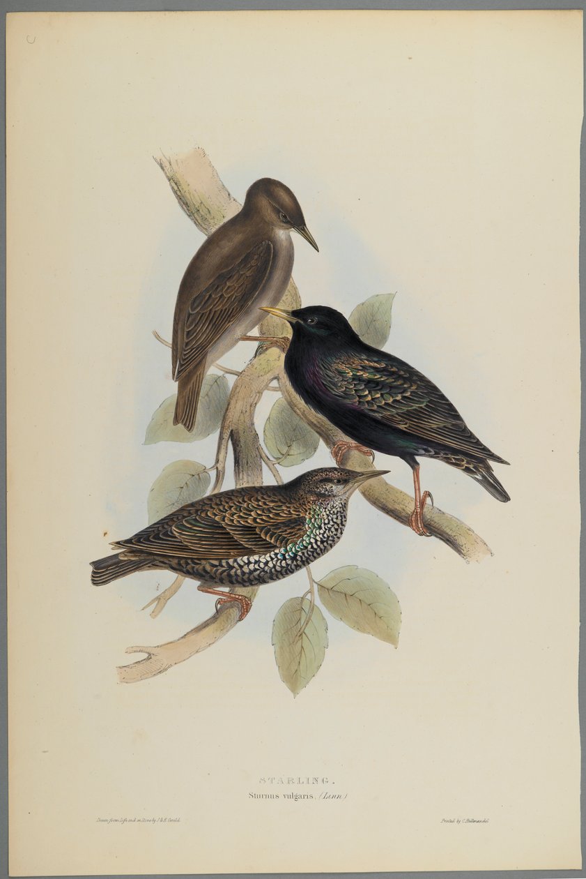 Star von John Gould