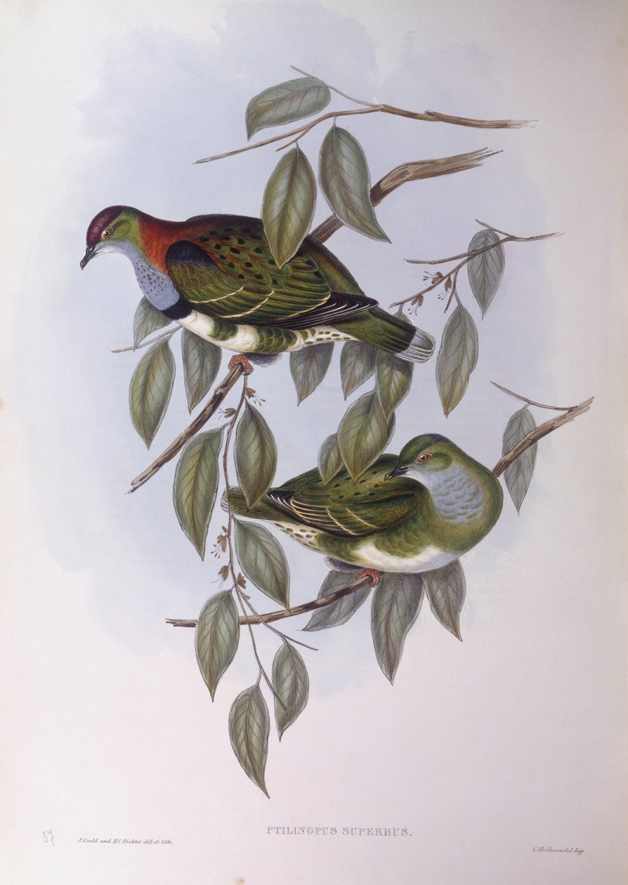 Prachtfruchttaube (Ptilinopus superbus) von John Gould