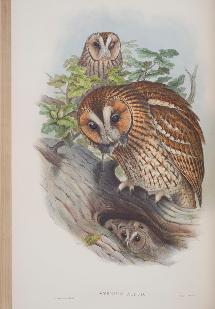Syrnium Aluco, Tafel aus The Birds of Great Britain von John Gould, veröffentlicht 1862-73 von John Gould