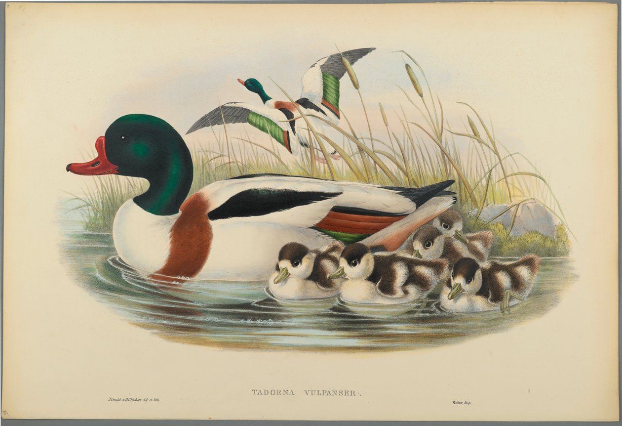 Brandgans von John Gould
