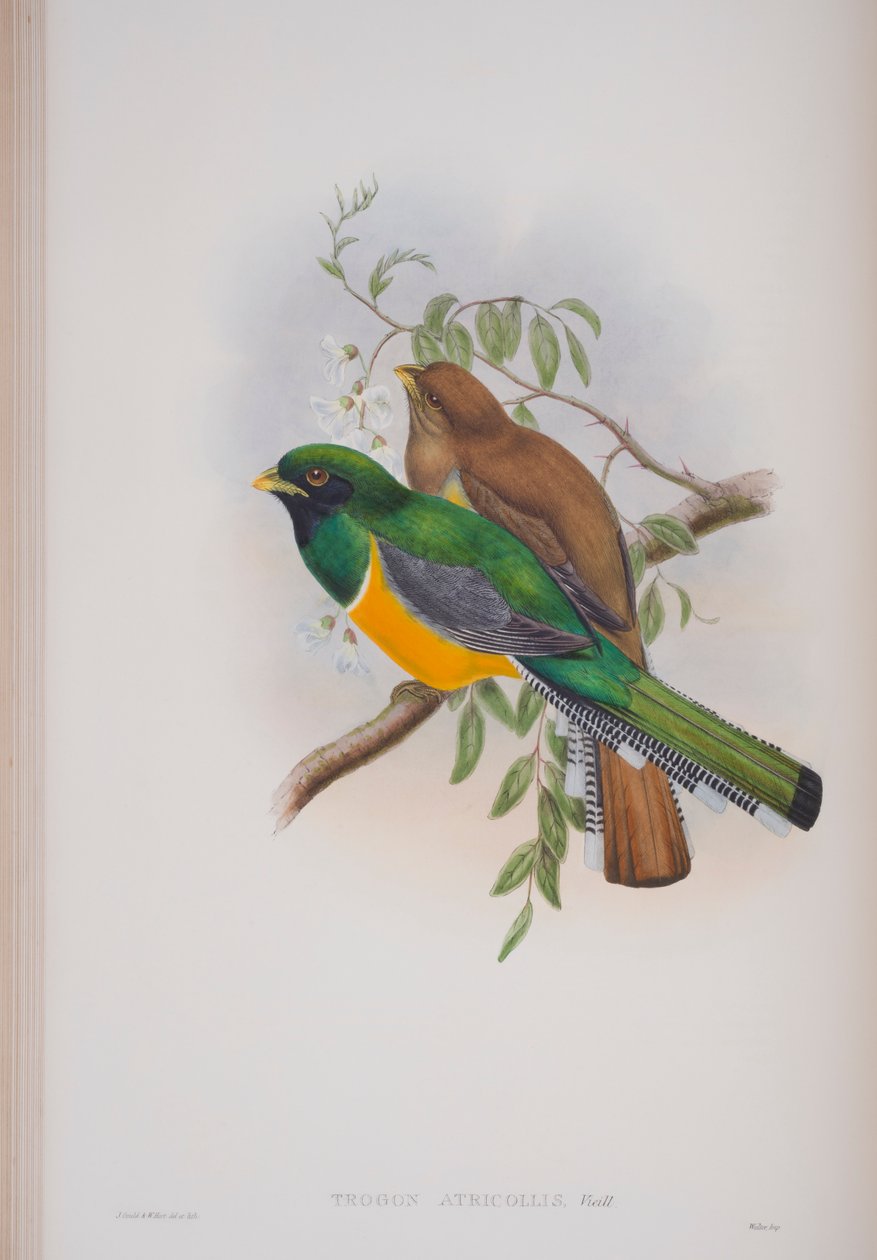 Trogon Atricollis, Tafel aus Die Vögel von Großbritannien von John Gould, veröffentlicht 1862-73 von John Gould