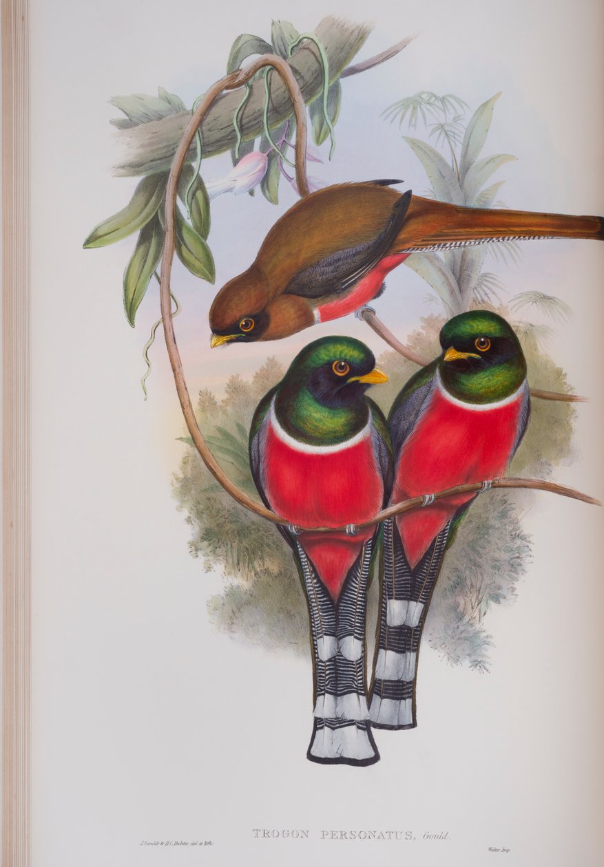 Trogon Personatus, Tafel aus Die Vögel von Großbritannien von John Gould, veröffentlicht 1862-73 von John Gould