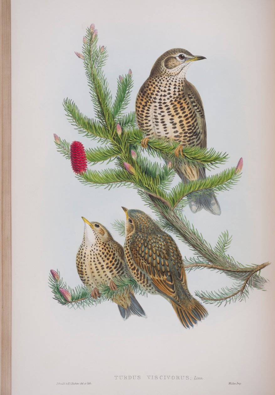 Turdus Viscivorus, Tafel aus Die Vögel von Großbritannien von John Gould, veröffentlicht 1862-73 von John Gould