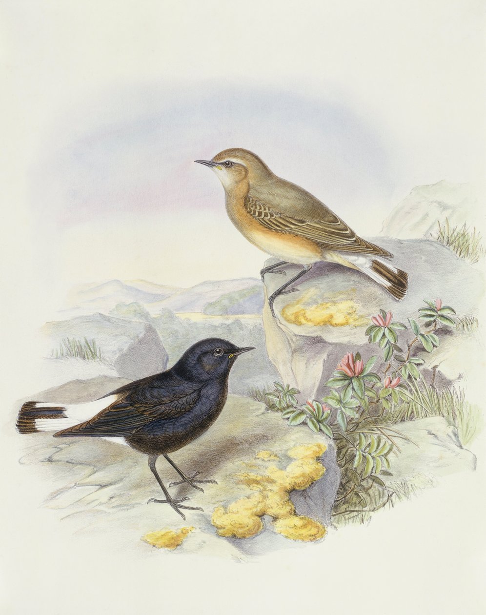 Variable Steinschmätzer (Oenanthe picata), Gravur von John Gould von John Gould