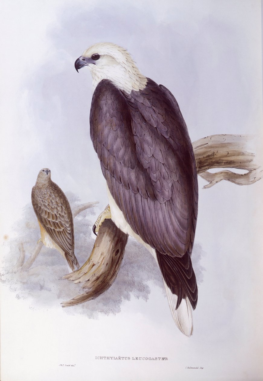 Weißbauchseeadler (Haliaeetus leucogaster) von John Gould