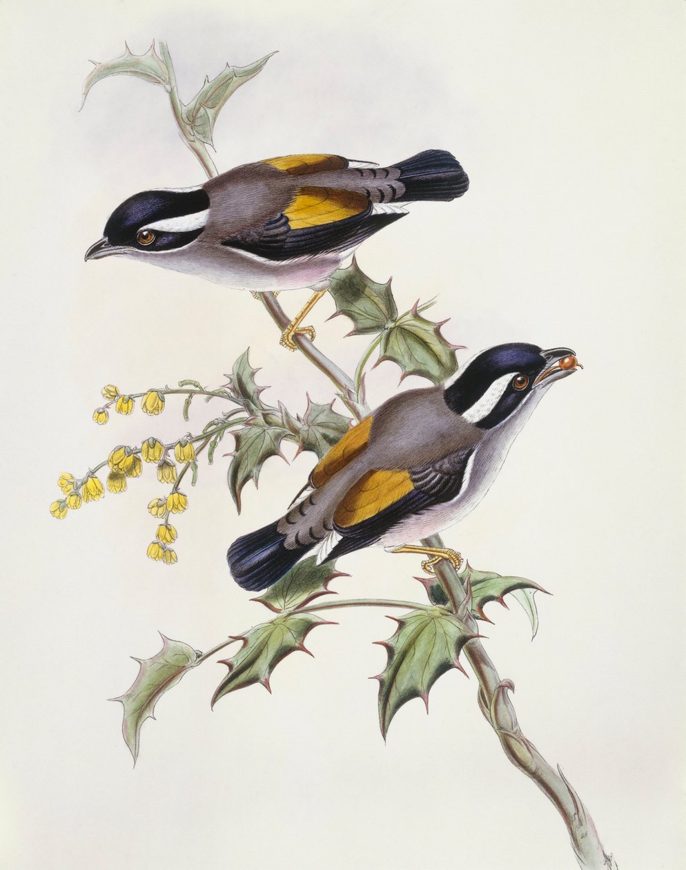 Weißbrauenwürger (Pteruthius flaviscapis), Gravur von John Gould