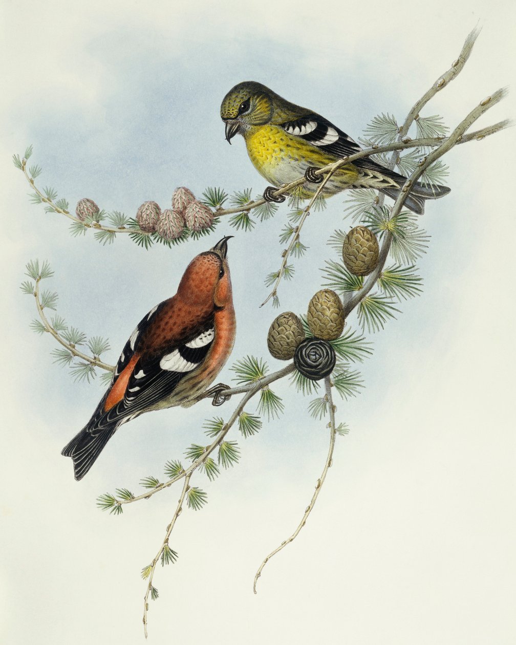Bindenkreuzschnabel (Loxia leucoptera), Gravur von John Gould von John Gould