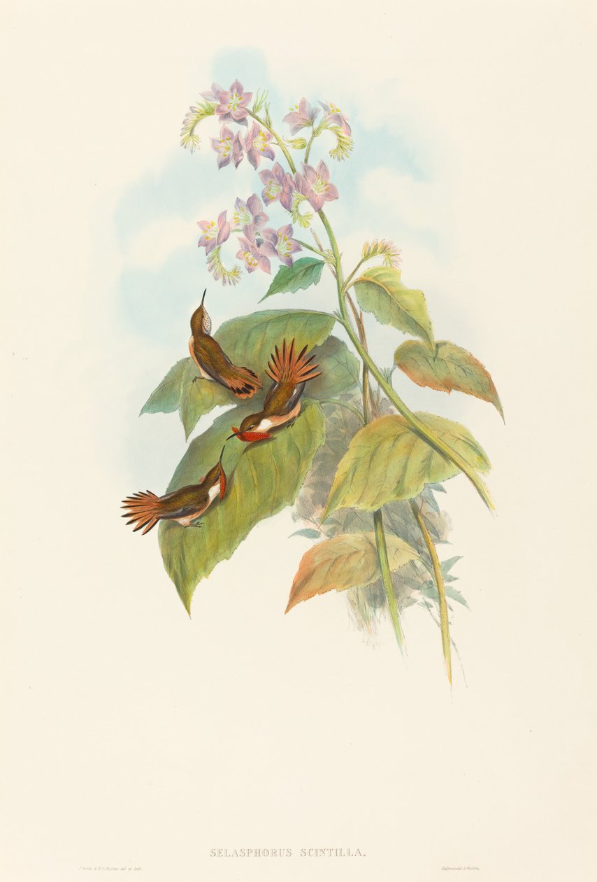 Selashorus scintilla (Funkelnder Kolibri) von John Gould and H.C. Richter
