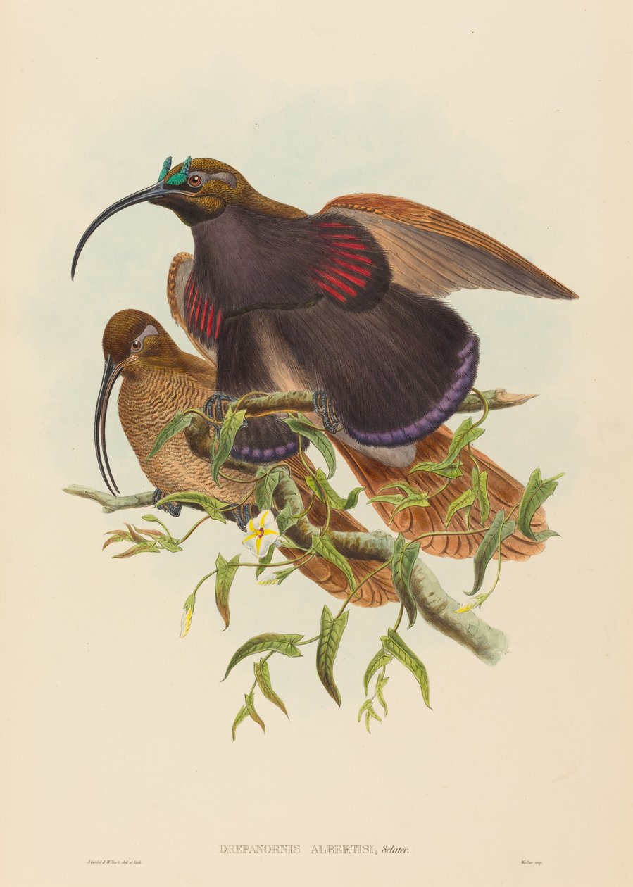 Drepanornis albertisi (Schwarzschnabel-Sichelvogel) von John Gould and W. Hart