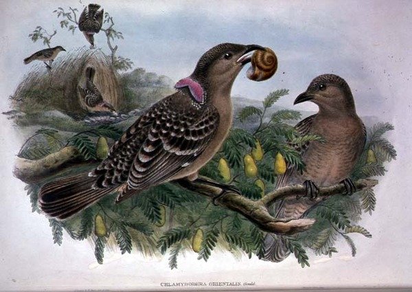 Chlamydera Orientalis (Farblithografie) von John and Hart William Gould