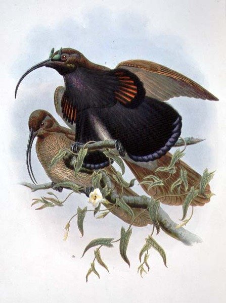 Drepanornis Albertisi (Farblithografie) von John and Hart William Gould