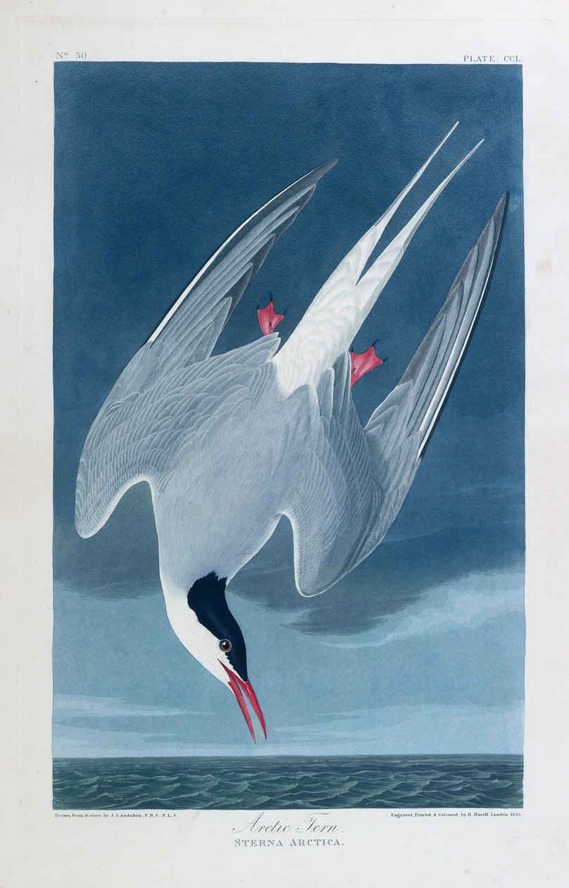 Arktische Seeschwalbe, Vögel von Amerika von John James (after) Audubon