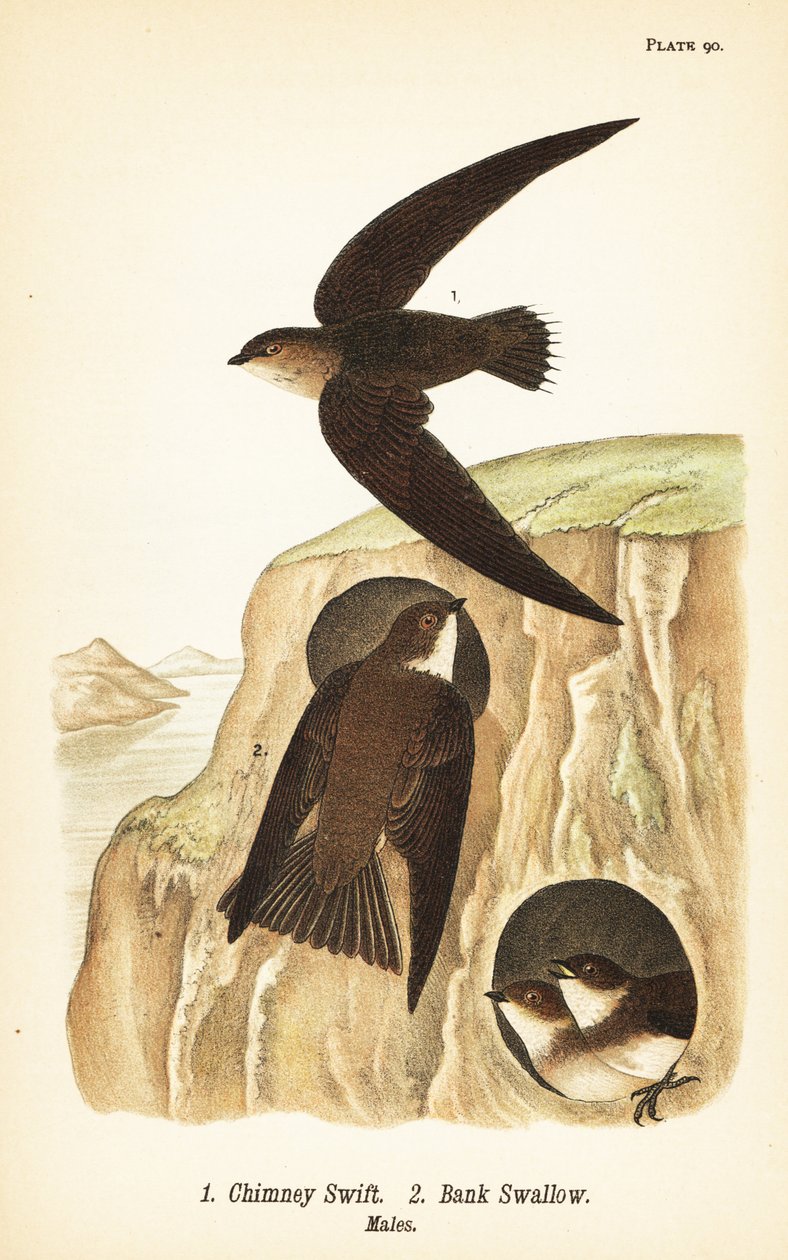 Schornsteinsegler, Chaetura pelagica und Uferschwalbe, Riparia riparia, Männchen von John James (after) Audubon
