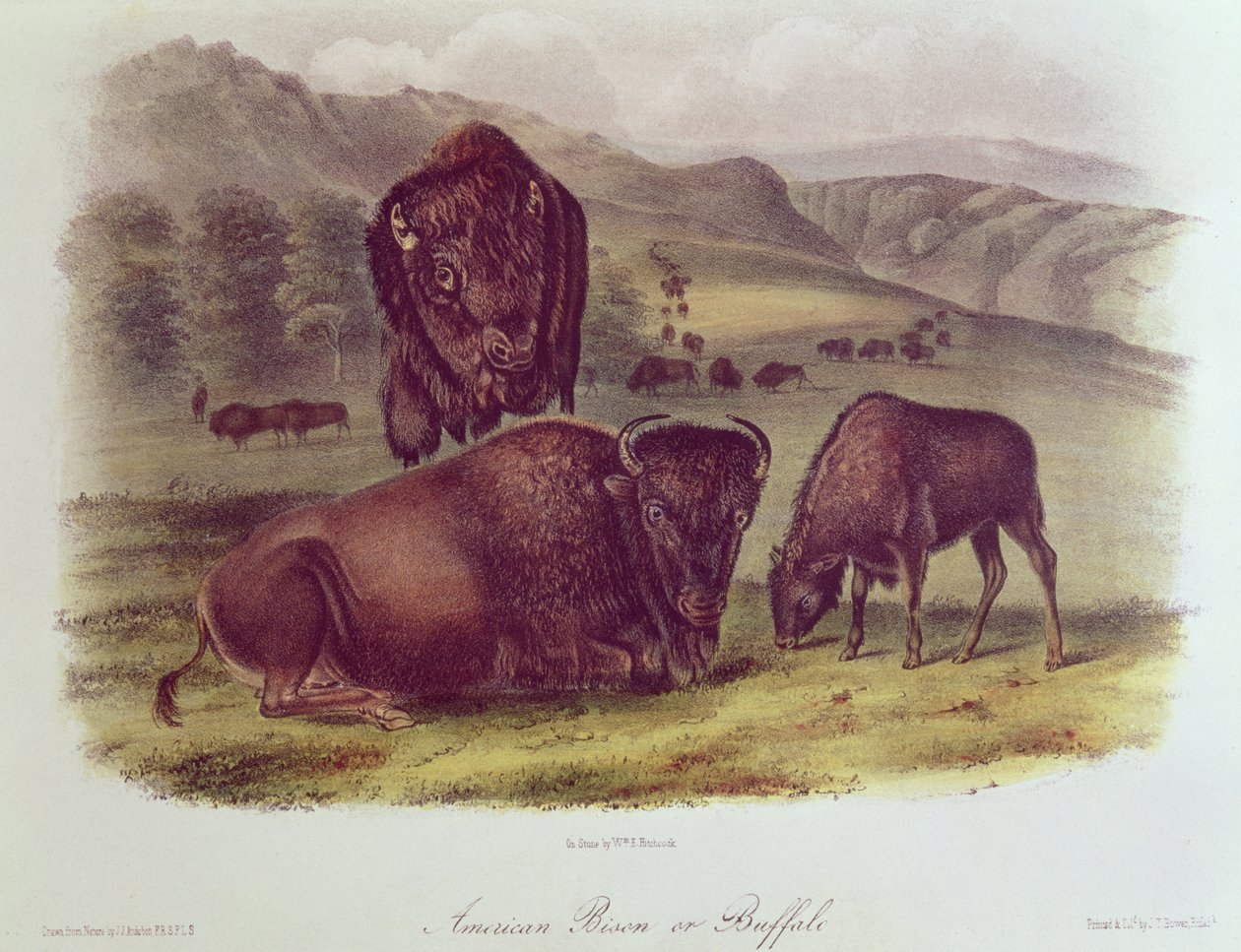 Amerikanischer Bison oder Büffel, aus 