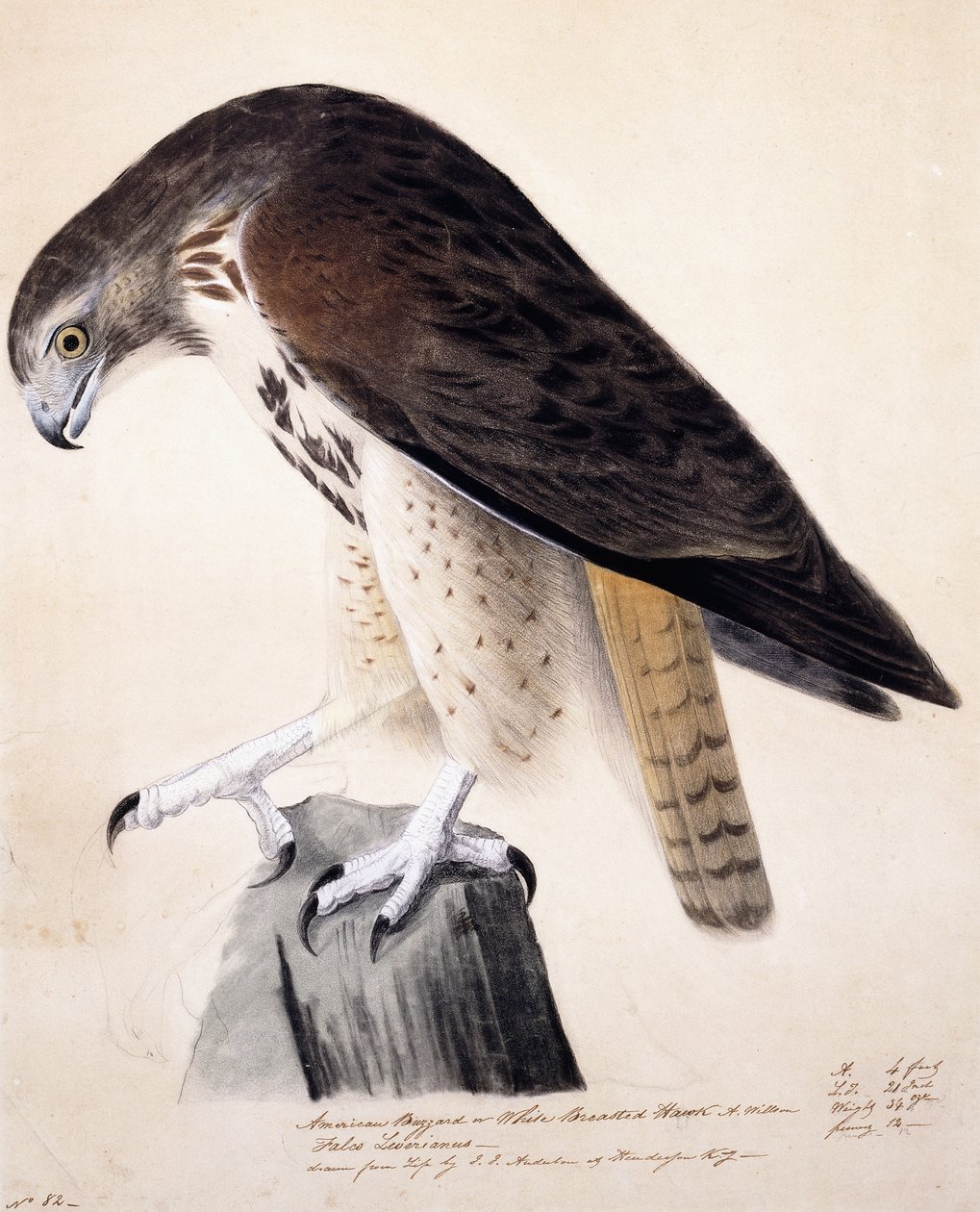 Amerikanischer Bussard oder Weißbrustbussard von John James Audubon