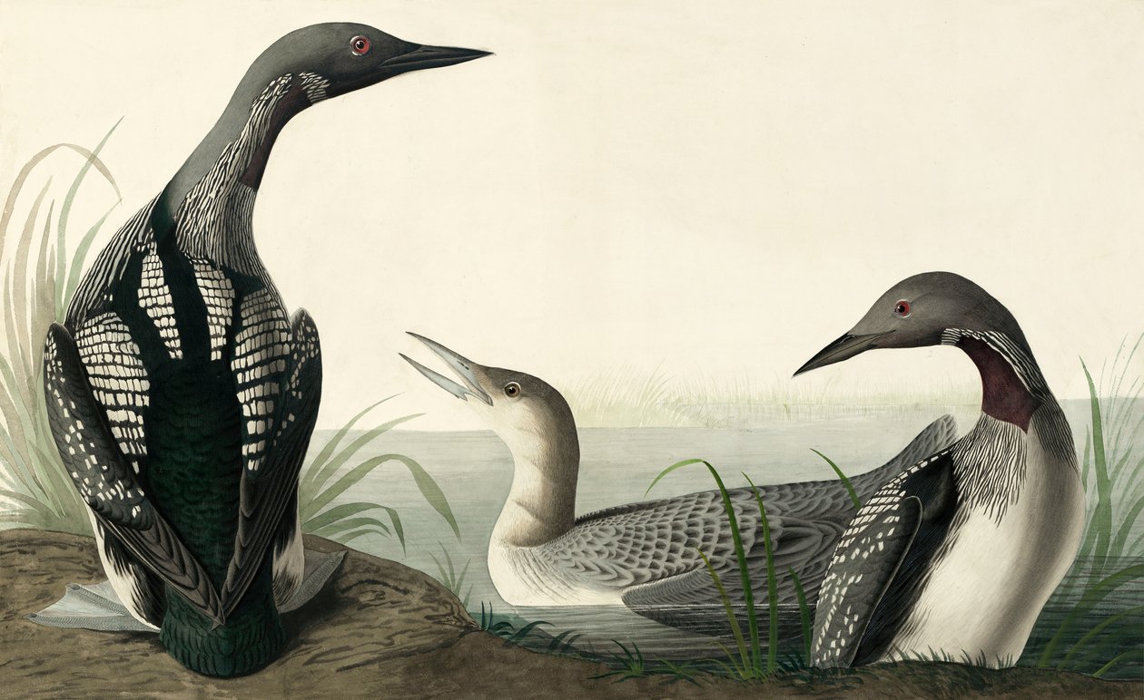 Prachttaucher, Colymbus Arcticus, aus "Die Vögel Amerikas" von John J. Audubon, veröffentlicht 1827-38 von John James Audubon