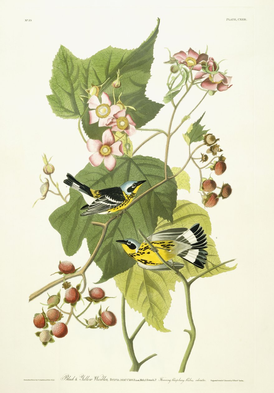 Schwarzgelber Waldsänger und blühende Himbeere, ca. 1826-1838 von John James Audubon