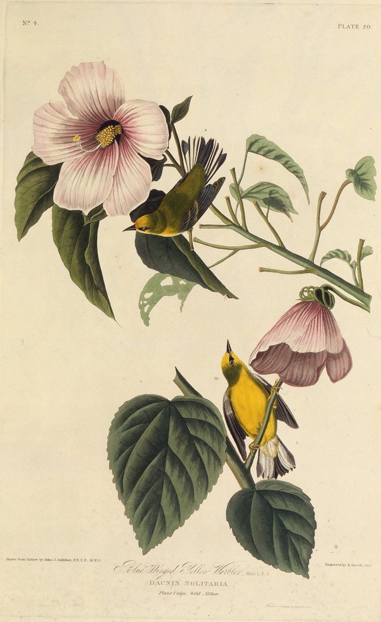 Blauflügeliger Gelbwaldsänger. Aus Die Vögel Amerikas, 1827-1838 von John James Audubon
