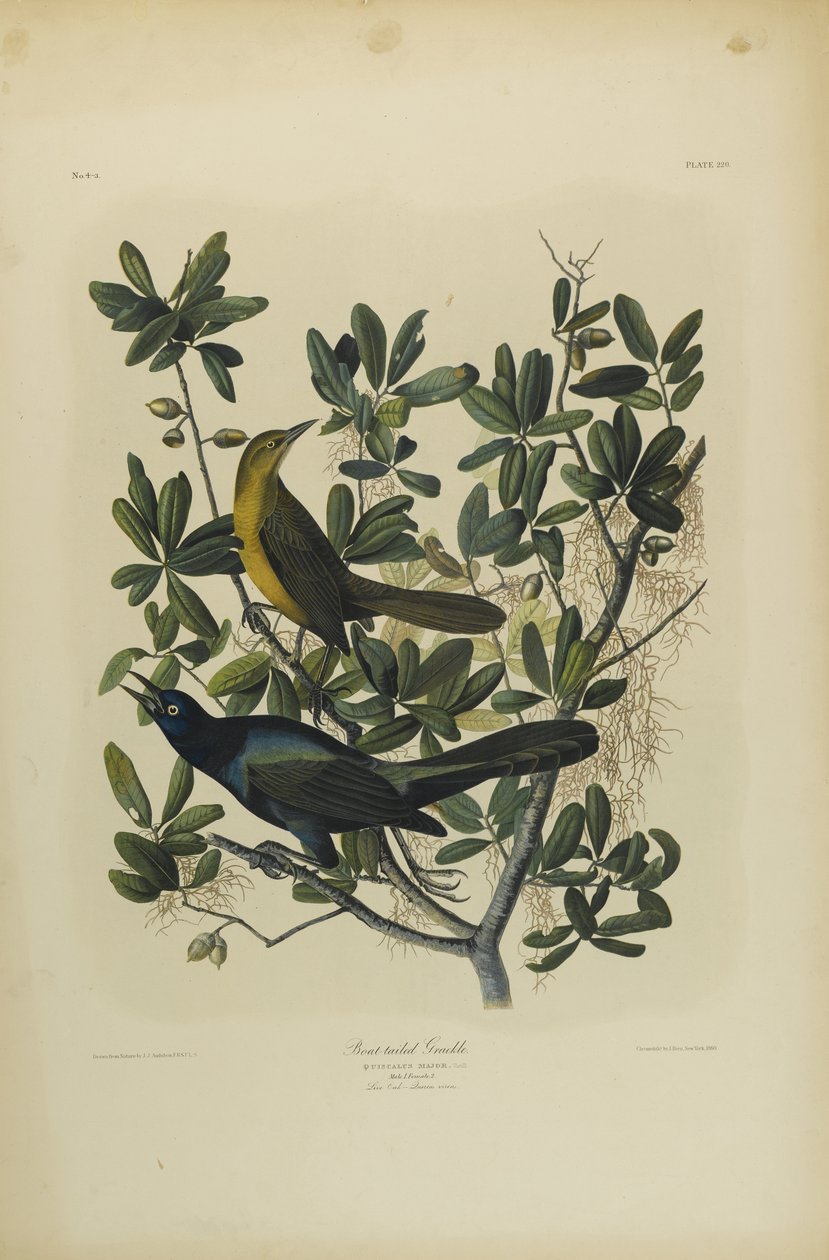 Bootsschwanzgrackel, gedruckt von Julien Bien und veröffentlicht von Roe Lockwood & Son, 1861 von John James Audubon