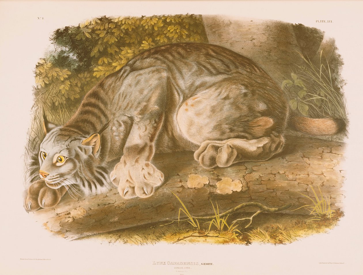 Kanadischer Luchs von John James Audubon