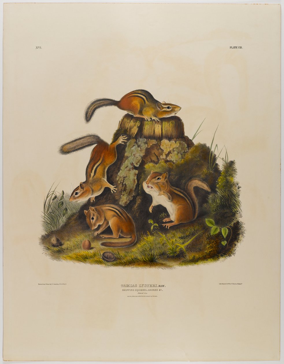 Streifenhörnchen Hackee von John James Audubon