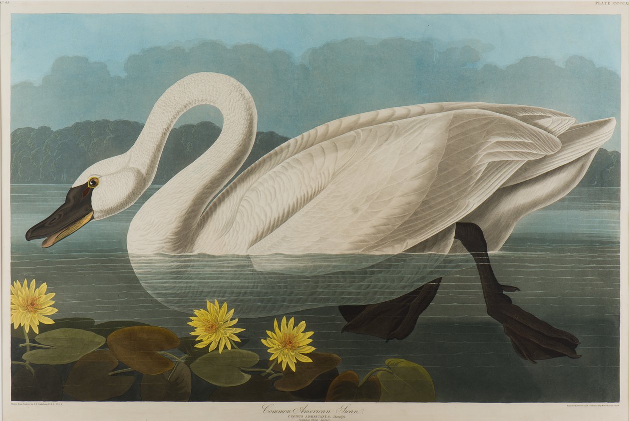 Amerikanischer Schwan, 1838 von John James Audubon